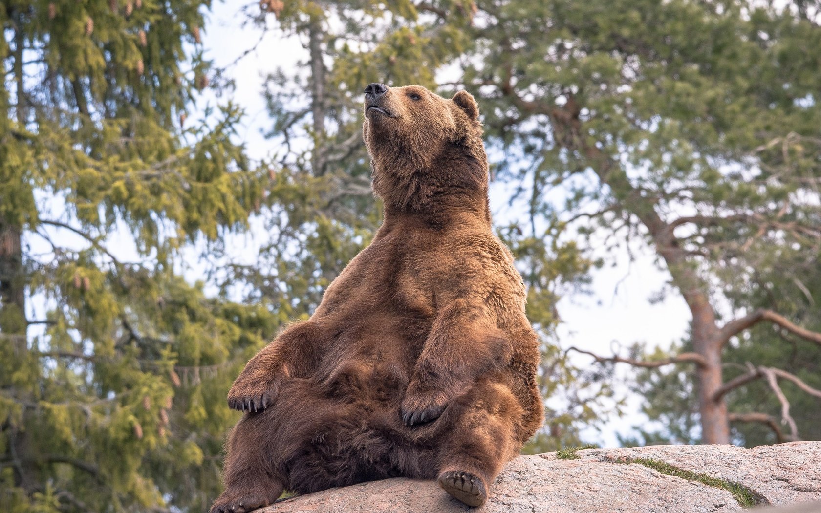 Обои деревья, природа, поза, медведь, камень, бурый медведь, trees, nature, pose, bear, stone, brown bear разрешение 2048x1365 Загрузить