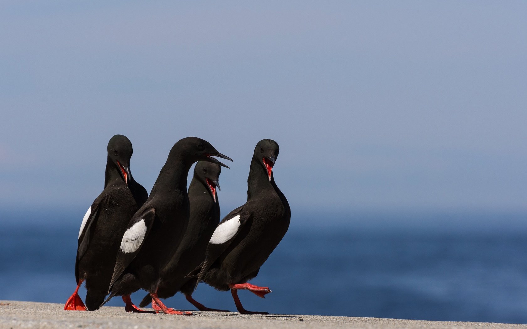 Обои природа, птицы, птица, клюв, перья, обыкновенный чистик, nature, birds, bird, beak, feathers, common guillemot разрешение 2048x1302 Загрузить