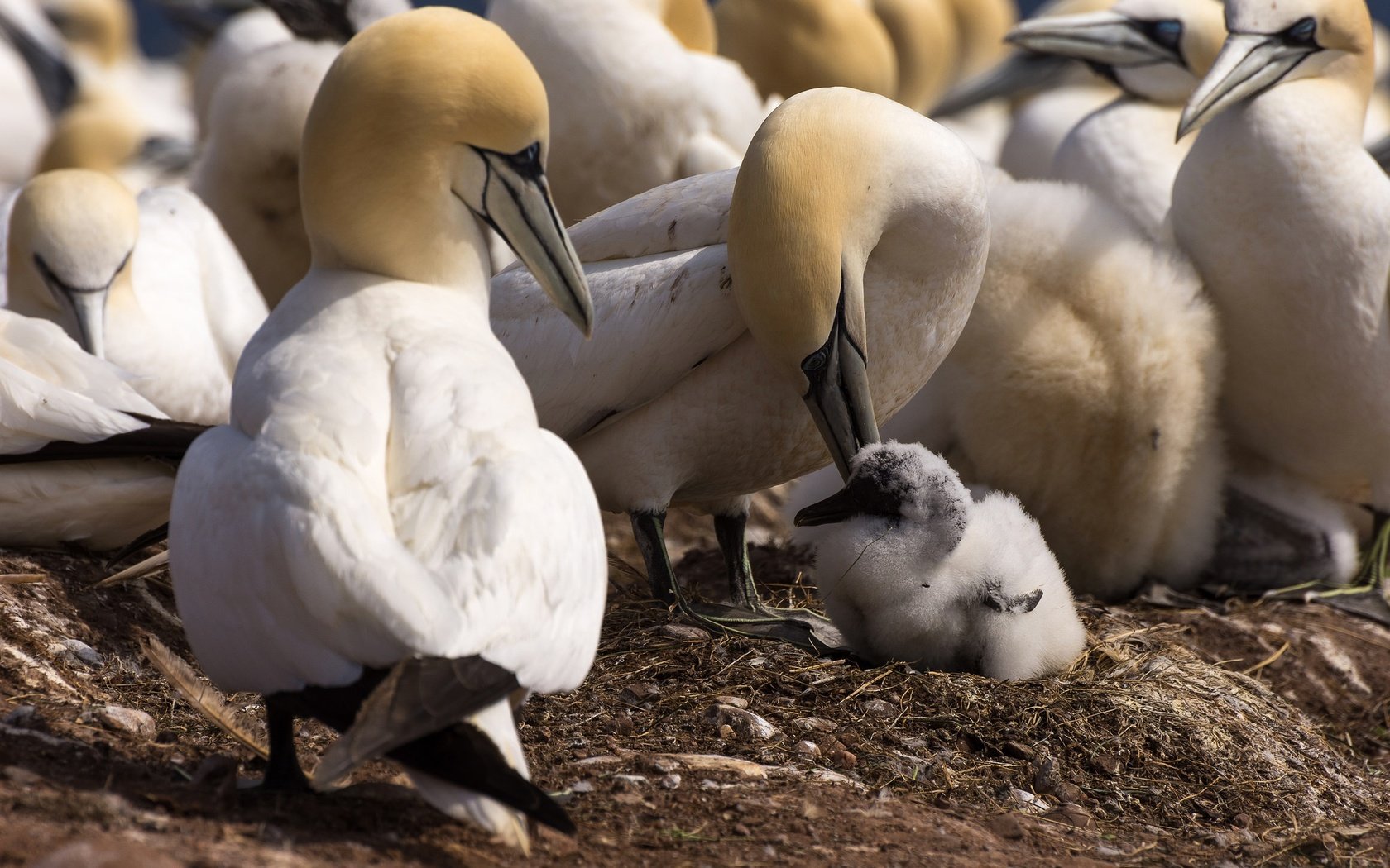 Обои птенец, птицы, клюв, перья, олуша, северная олуша, chick, birds, beak, feathers, gannet, the northern gannet разрешение 2048x1292 Загрузить