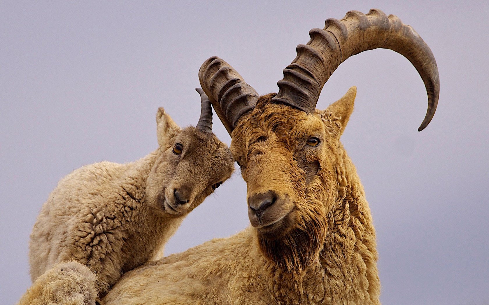 Дагестанский горный козёл