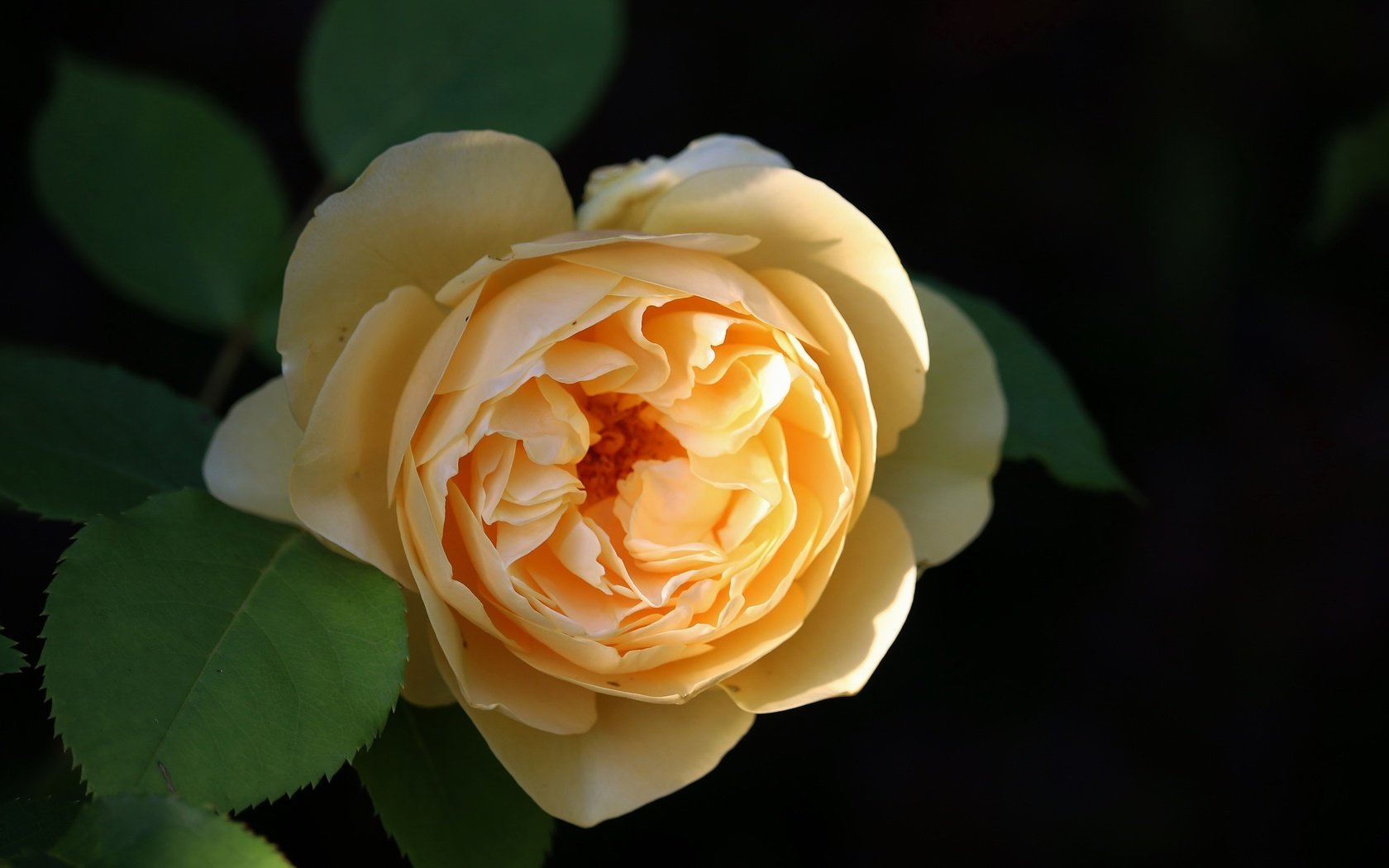 Обои роза, желтая роза, rose, yellow rose разрешение 5155x3437 Загрузить