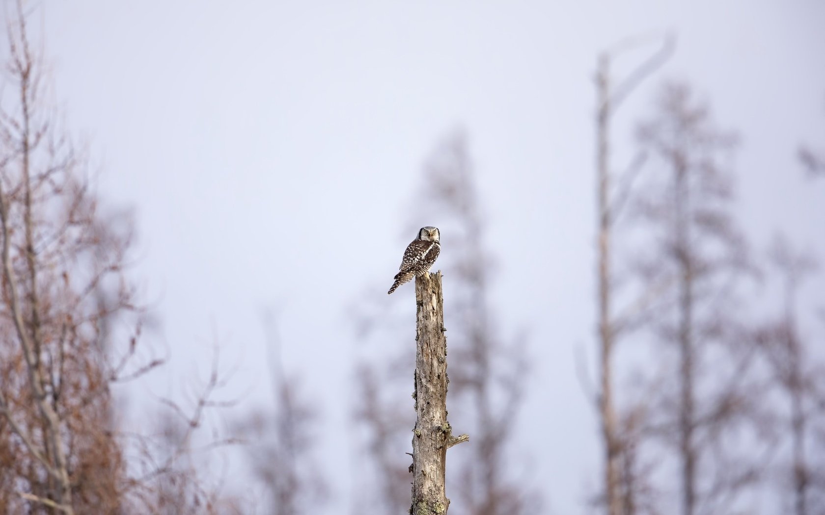 Обои сова, природа, дерево, фон, птица, owl, nature, tree, background, bird разрешение 2048x1365 Загрузить