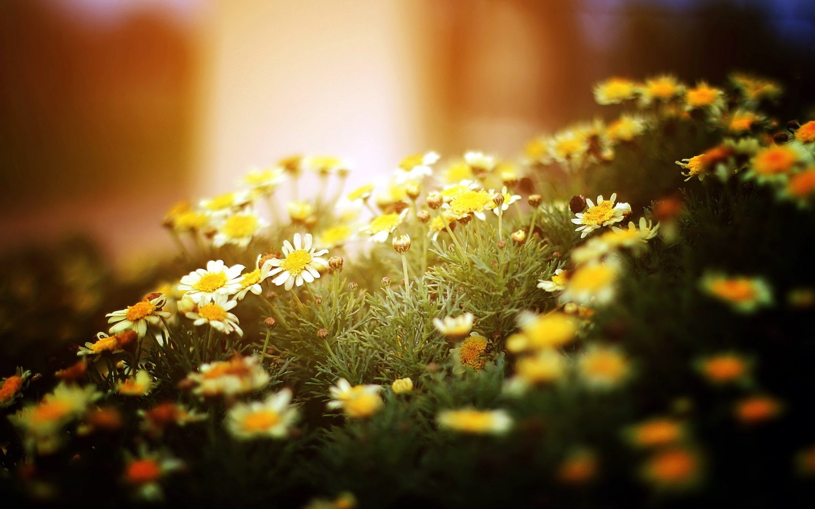 Обои свет, цветы, природа, макро, ромашки, белые, light, flowers, nature, macro, chamomile, white разрешение 2560x1600 Загрузить