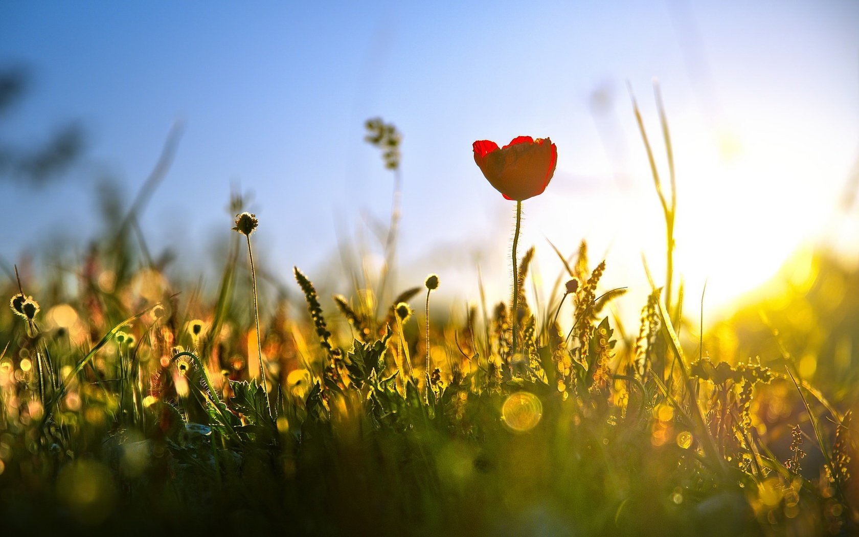 Обои свет, трава, природа, лето, тюльпан, полевые цветы, light, grass, nature, summer, tulip, wildflowers разрешение 2048x1088 Загрузить