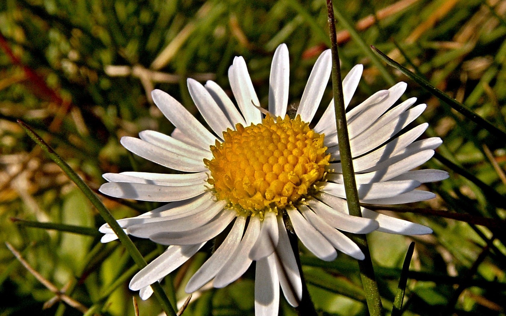 Обои трава, макро, цветок, лепестки, ромашка, grass, macro, flower, petals, daisy разрешение 2272x1704 Загрузить