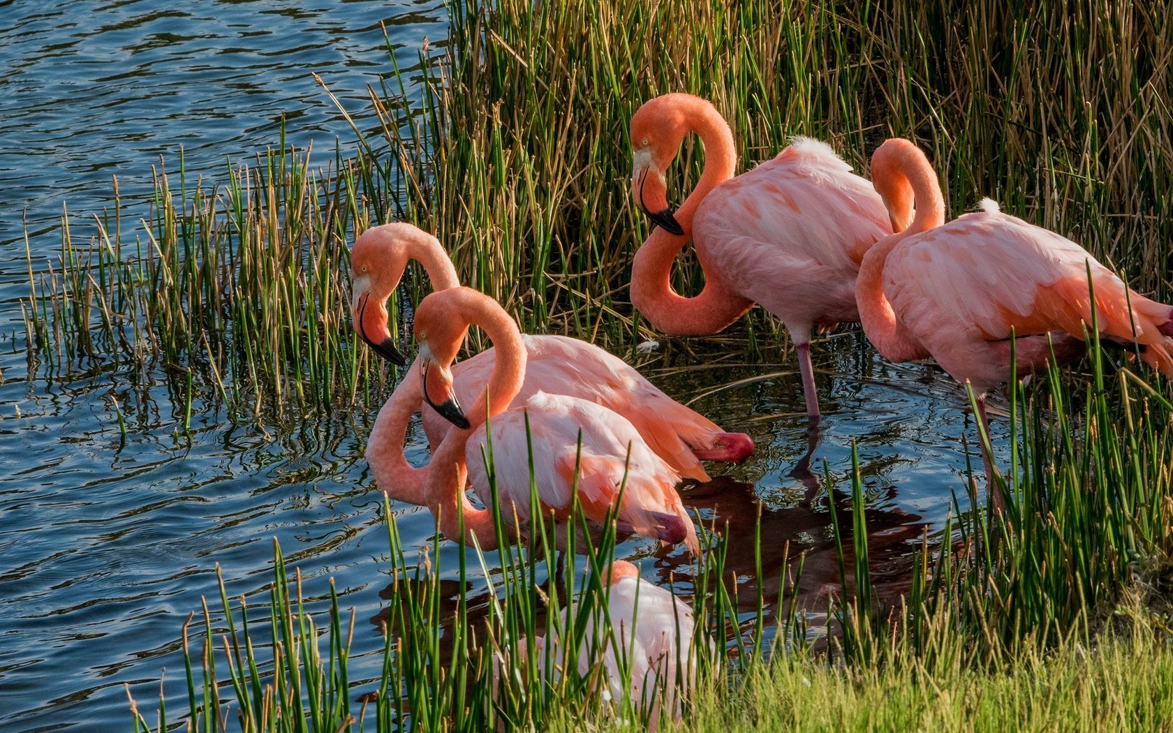 Обои трава, озеро, фламинго, водоем, птицы, заросли, розовый фламинго, grass, lake, flamingo, pond, birds, thickets, pink flamingos разрешение 2048x1152 Загрузить