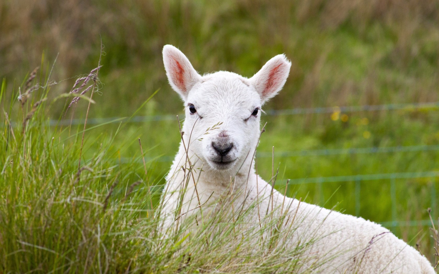 Обои трава, пастбище, животное, овечка, овца, grass, pasture, animal, sheep разрешение 4752x3168 Загрузить
