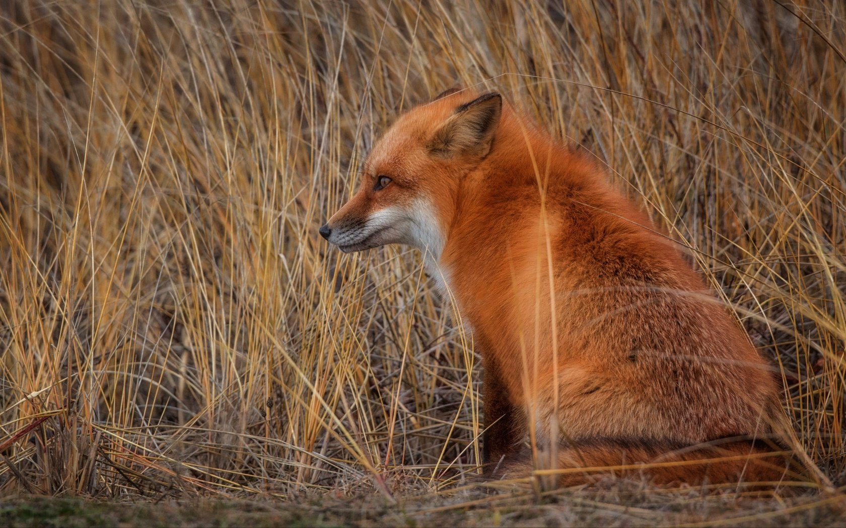 Обои трава, поле, осень, рыжая, лиса, сидит, лисица, животное, grass, field, autumn, red, fox, sitting, animal разрешение 4905x2759 Загрузить