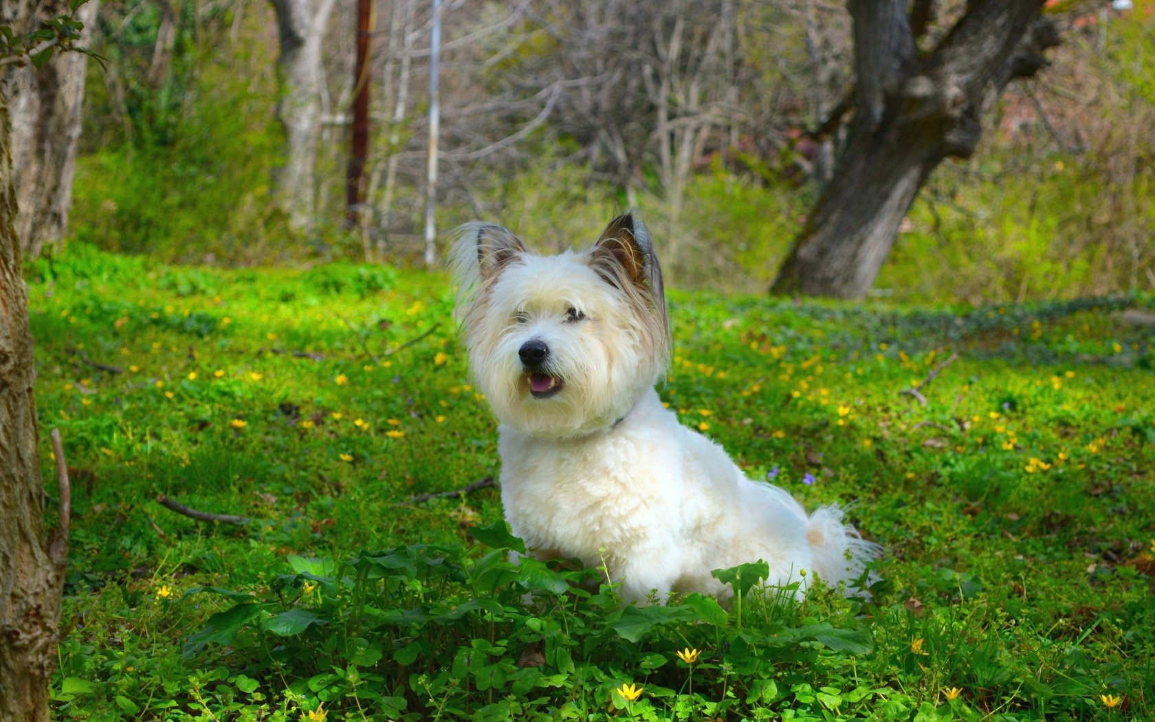 Обои трава, собачка, вест-хайленд-уайт-терьер, grass, dog, the west highland white terrier разрешение 3000x1883 Загрузить