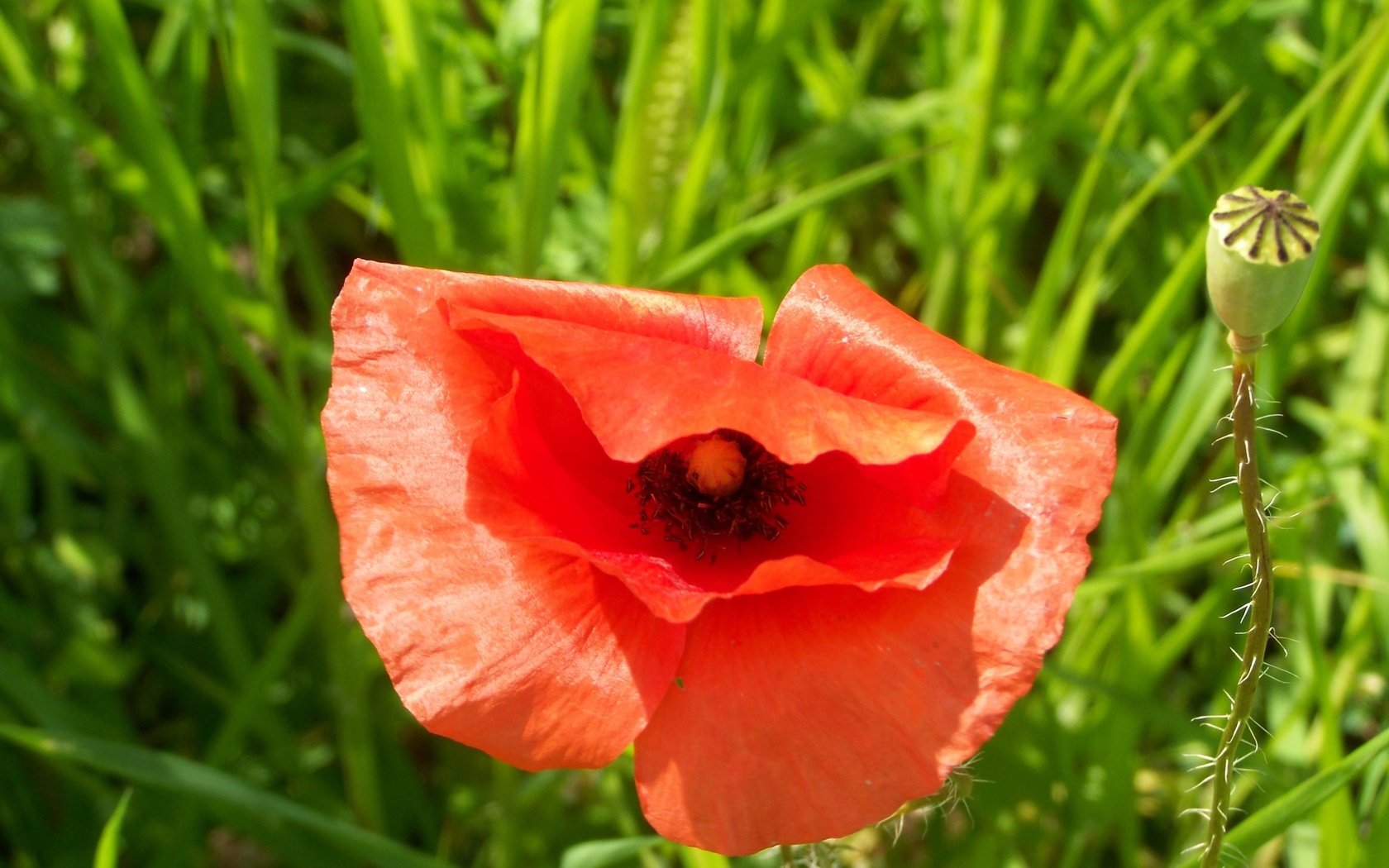 Обои трава, цветок, лепестки, красный, мак, бутон, grass, flower, petals, red, mac, bud разрешение 3072x2304 Загрузить