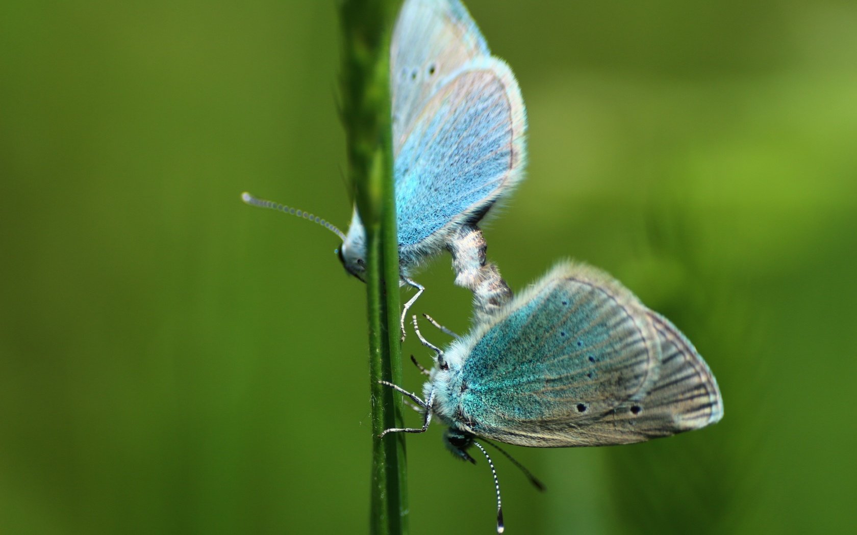 Обои зелень, макро, фон, насекомые, травка, бабочки, greens, macro, background, insects, weed, butterfly разрешение 1920x1280 Загрузить