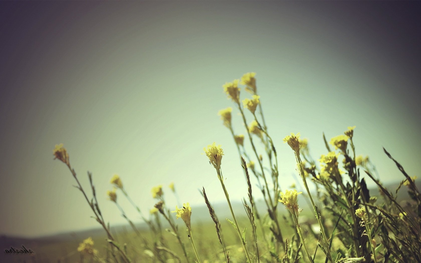 Обои небо, цветы, трава, природа, закат, поле, полевые цветы, the sky, flowers, grass, nature, sunset, field, wildflowers разрешение 1920x1080 Загрузить