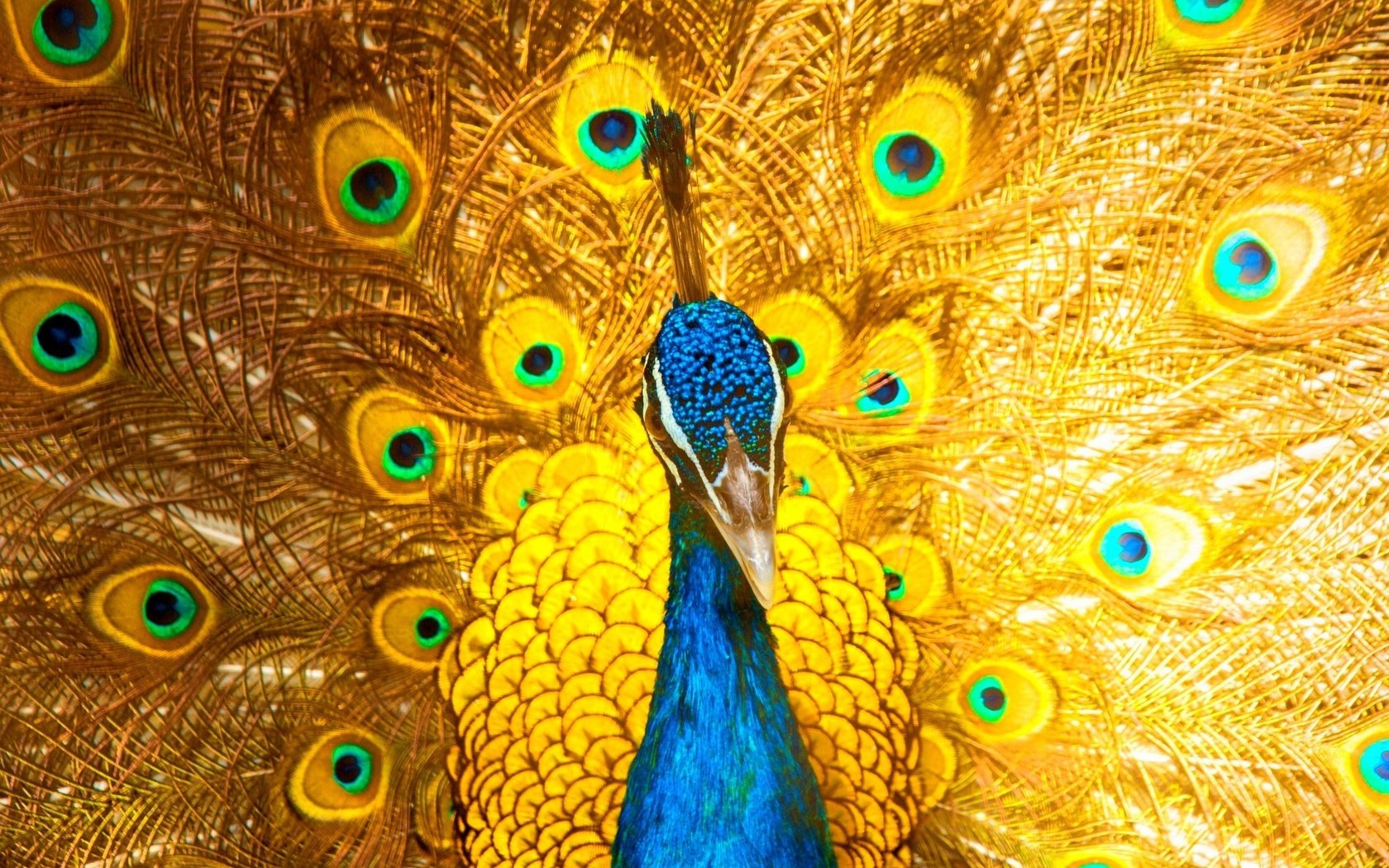 Обои птица, клюв, павлин, перья, хвост, bird, beak, peacock, feathers, tail разрешение 2500x1621 Загрузить