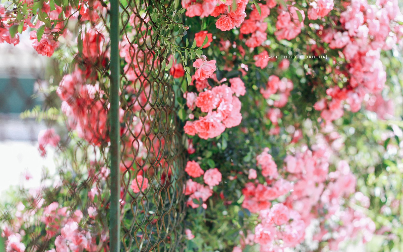 Обои цветы, розы, забор, сад, сетка, куст, jane ha, flowers, roses, the fence, garden, mesh, bush разрешение 2560x1600 Загрузить