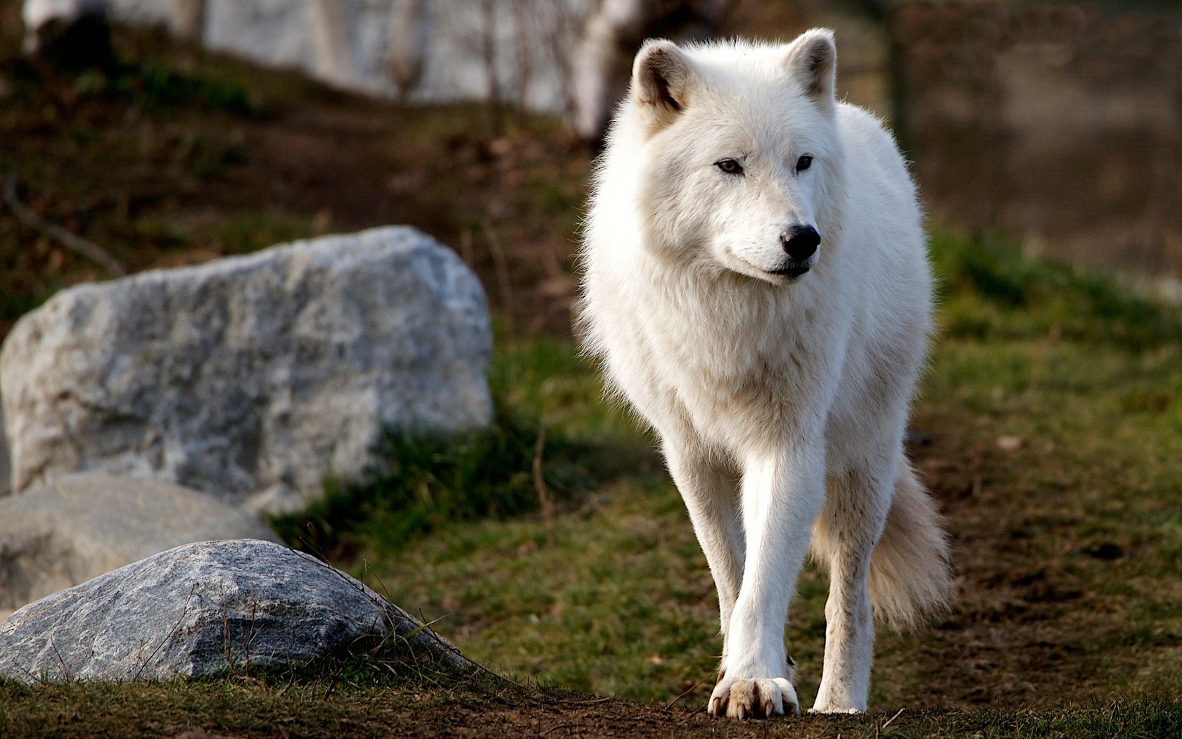 Обои морда, полярный, природа, арктический волк, камни, фон, взгляд, белый, холм, волк, face, polar, nature, arctic wolf, stones, background, look, white, hill, wolf разрешение 3024x1890 Загрузить