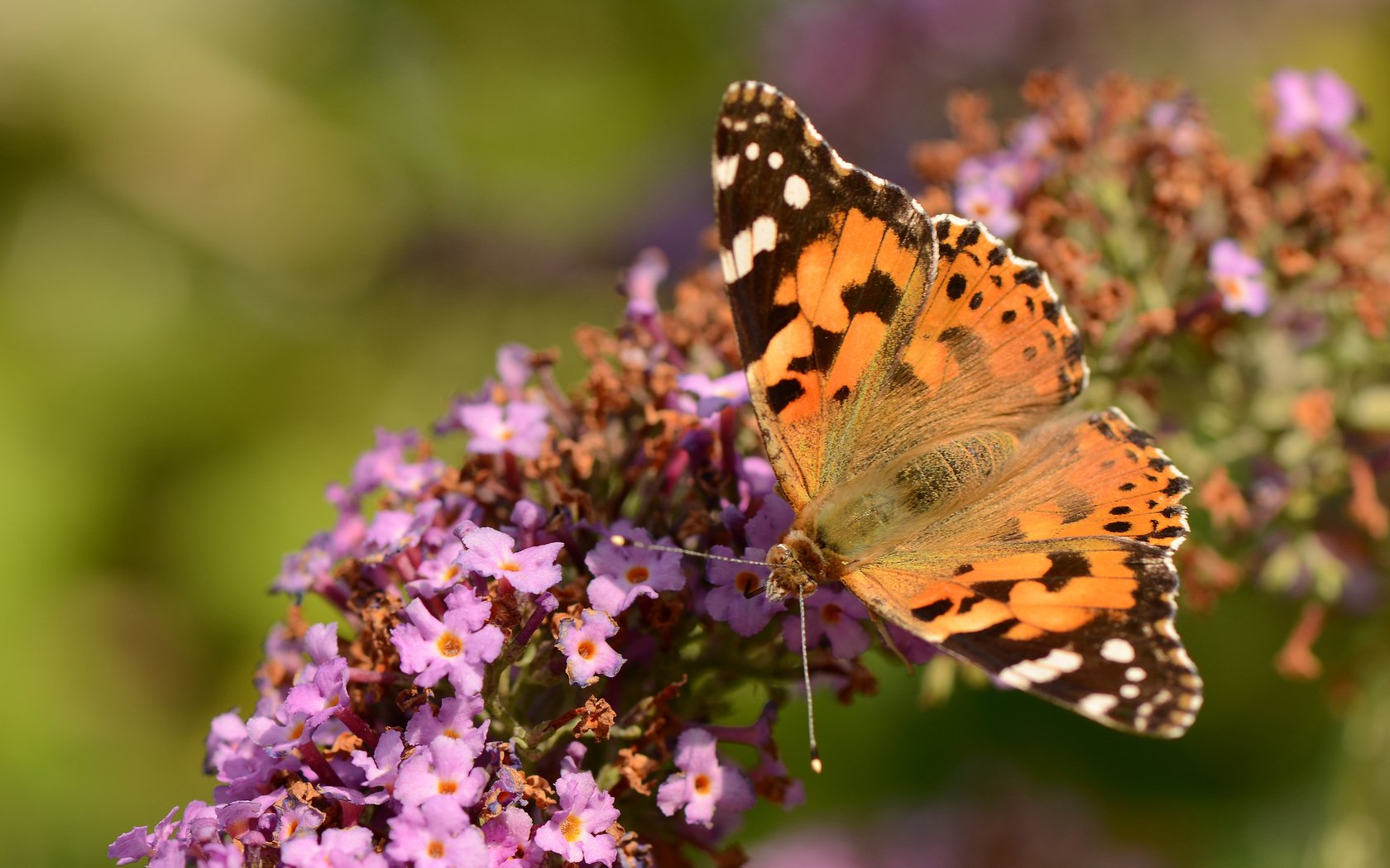 Обои насекомое, цветок, бабочка, крылья, сиреневый, insect, flower, butterfly, wings, lilac разрешение 4073x2698 Загрузить