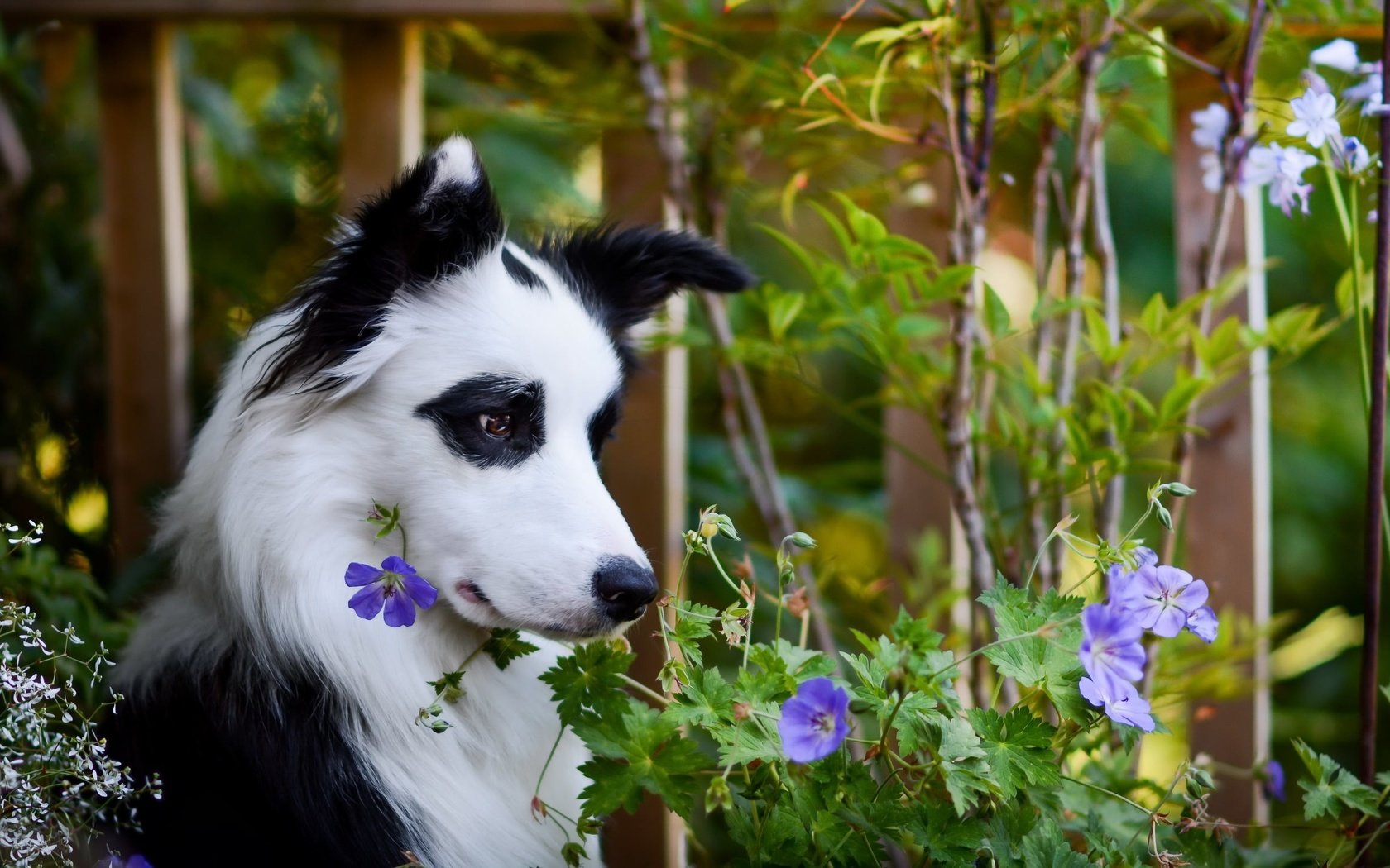 Обои цветы, деревья, природа, собака, животное, бордер-колли, flowers, trees, nature, dog, animal, the border collie разрешение 2560x1543 Загрузить