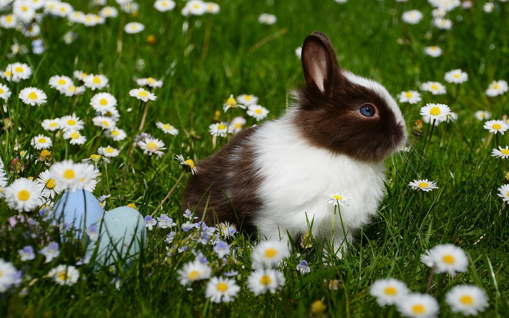 Обои цветы, трава, ромашки, кролик, животное, пасха, яйца, flowers, grass, chamomile, rabbit, animal, easter, eggs разрешение 2992x2000 Загрузить