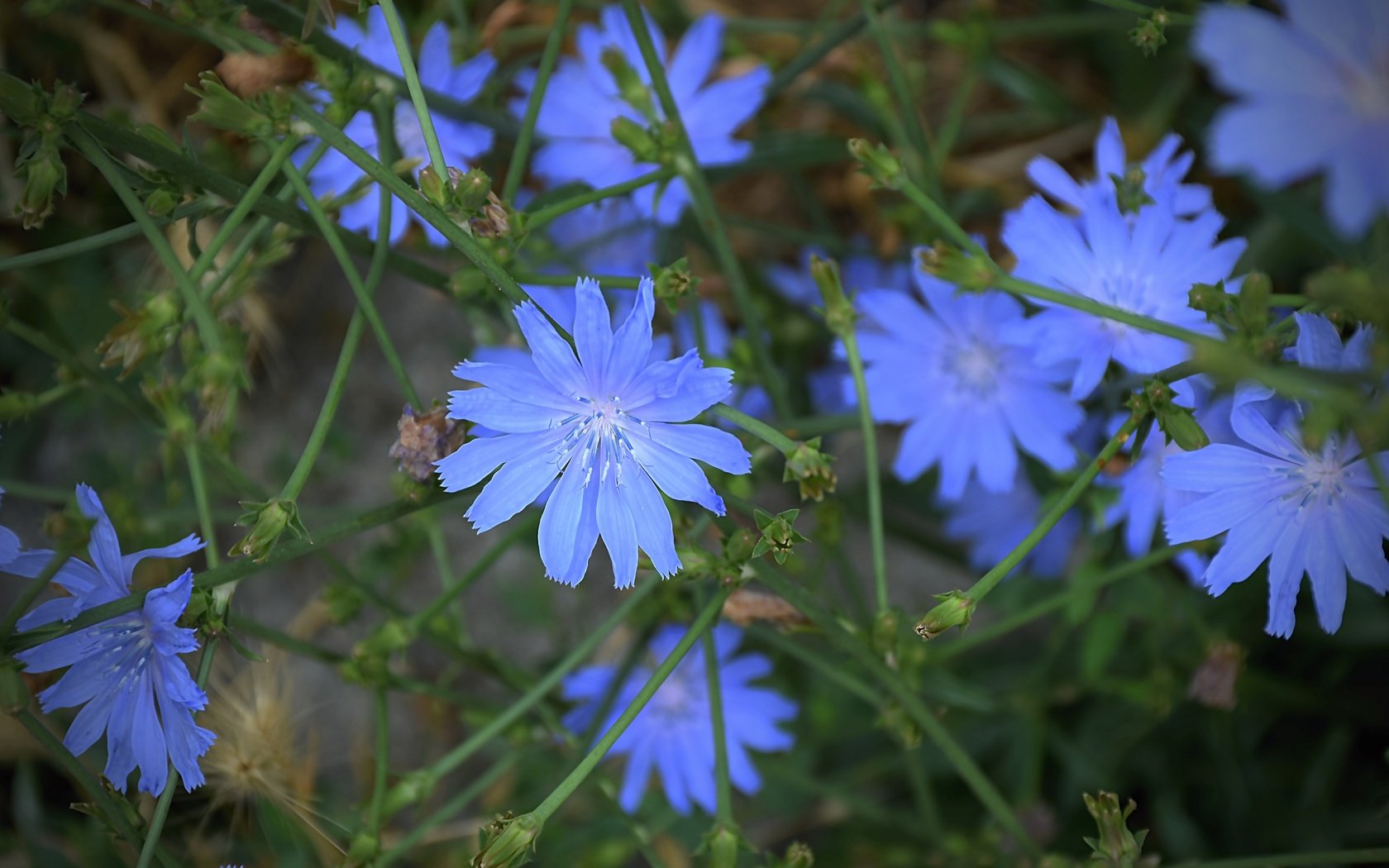 Обои цветы, листья, лепестки, цикорий, цикорий обыкновенный, flowers, leaves, petals, chicory, chicory common разрешение 6000x4000 Загрузить