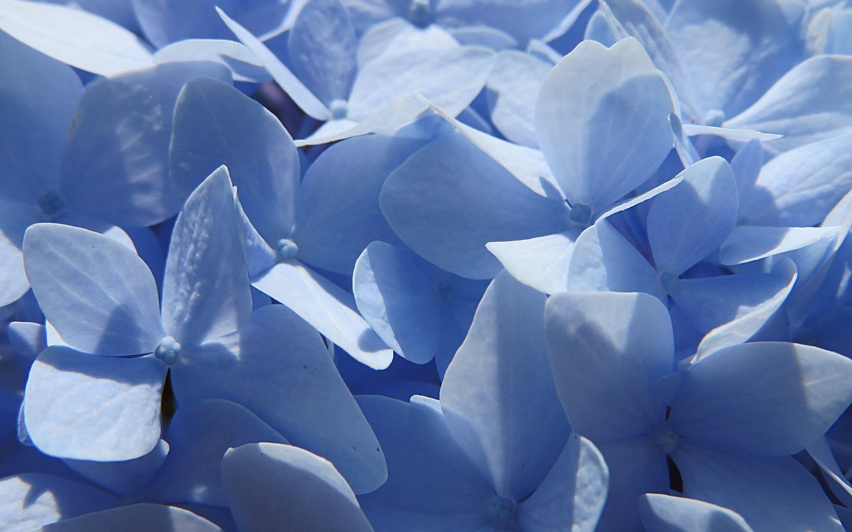 Обои цветы, лепестки, голубые, гортензия, крупным планом, flowers, petals, blue, hydrangea, closeup разрешение 3691x2768 Загрузить