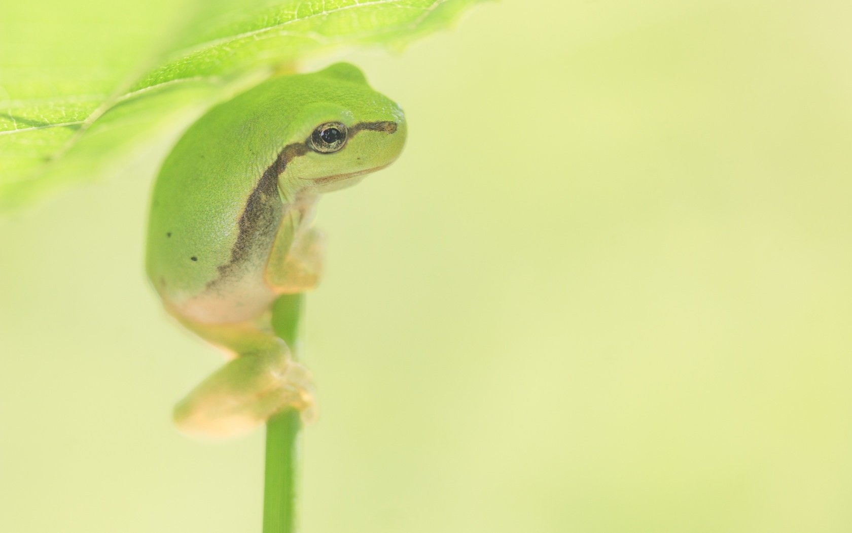 Обои фон, лист, лягушка, стебель, лапки, боке, background, sheet, frog, stem, legs, bokeh разрешение 2048x1365 Загрузить