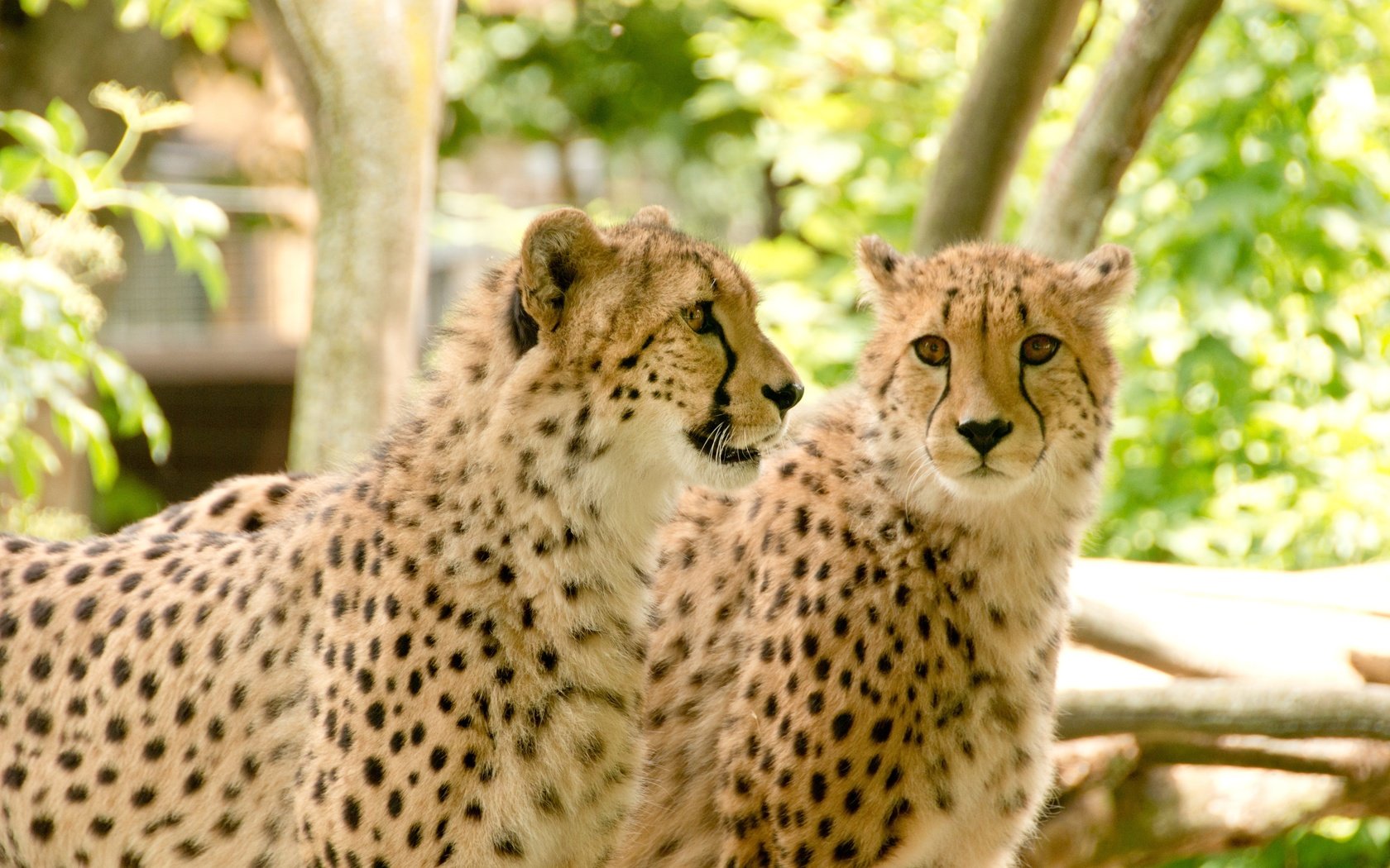 Обои природа, африка, отдых, хищники, гепард, гепарды, nature, africa, stay, predators, cheetah, cheetahs разрешение 4800x3200 Загрузить