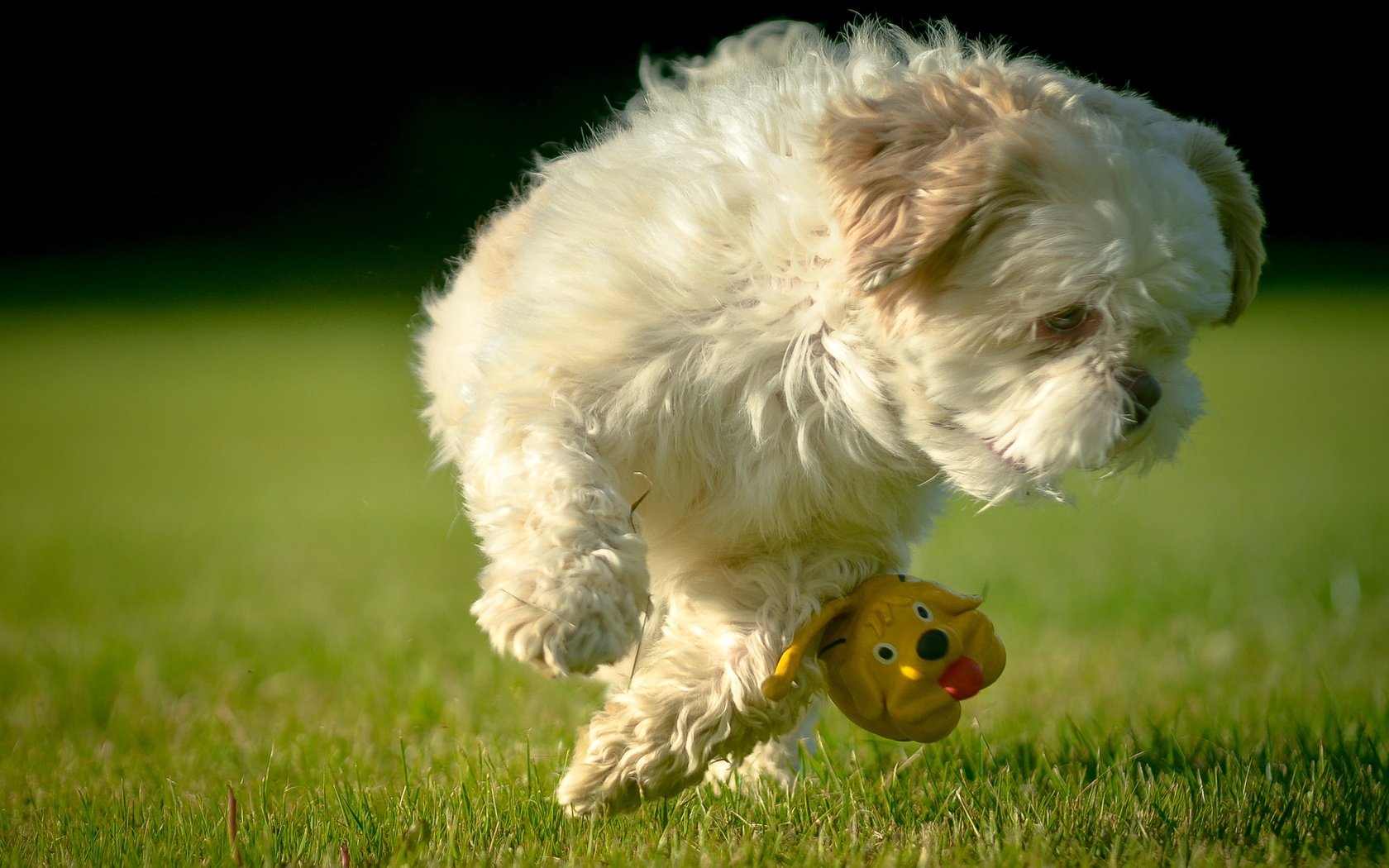 Обои трава, прыжок, игрушка, лужайка, собачка, ши-тцу, grass, jump, toy, lawn, dog, shih tzu разрешение 2456x1642 Загрузить