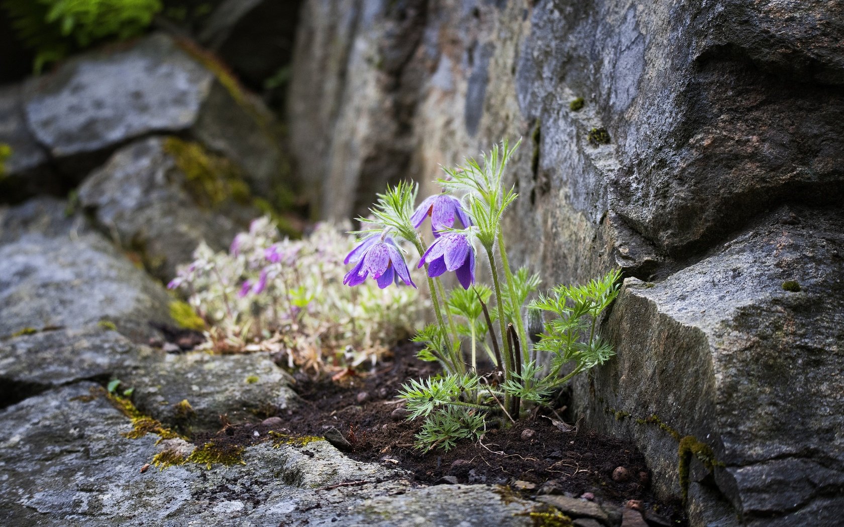 Обои цветы, камни, боке, прострел, пульсатилла, flowers, stones, bokeh, cross, pulsatilla разрешение 2048x1367 Загрузить