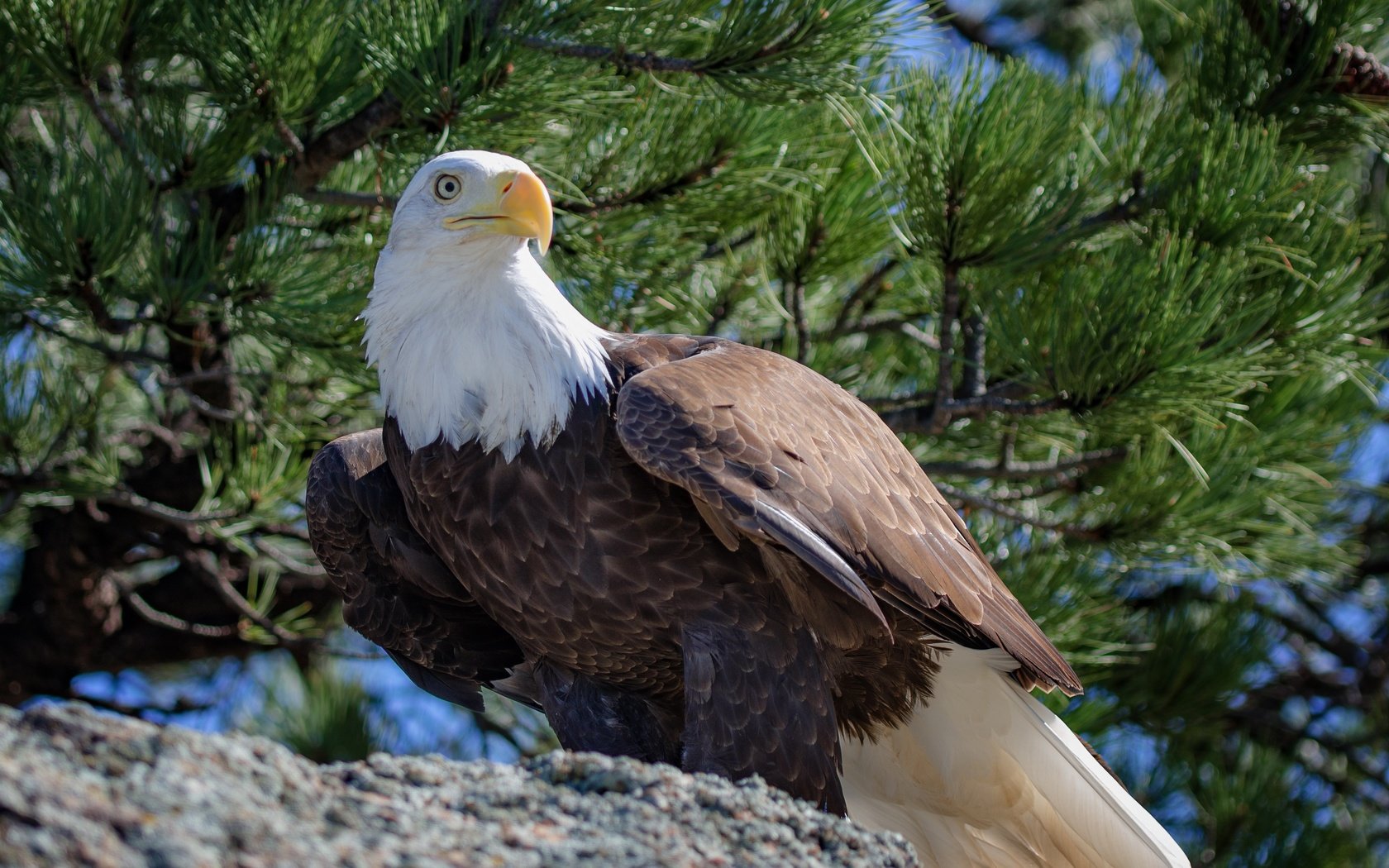 Обои хвоя, ветки, птица, клюв, перья, белоголовый орлан, needles, branches, bird, beak, feathers, bald eagle разрешение 4450x2503 Загрузить