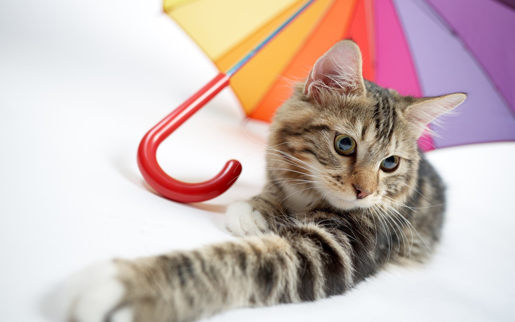 Обои кот, мордочка, усы, кошка, взгляд, зонтик, лапка, cat, muzzle, mustache, look, umbrella, foot разрешение 7360x4912 Загрузить