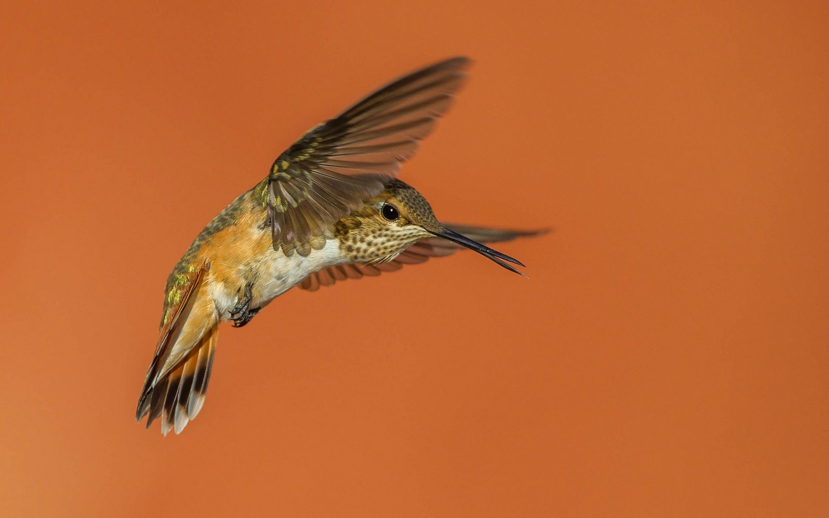Обои крылья, птица, клюв, колибри, охристый колибри, wings, bird, beak, hummingbird, buffy hummingbird разрешение 2048x1152 Загрузить