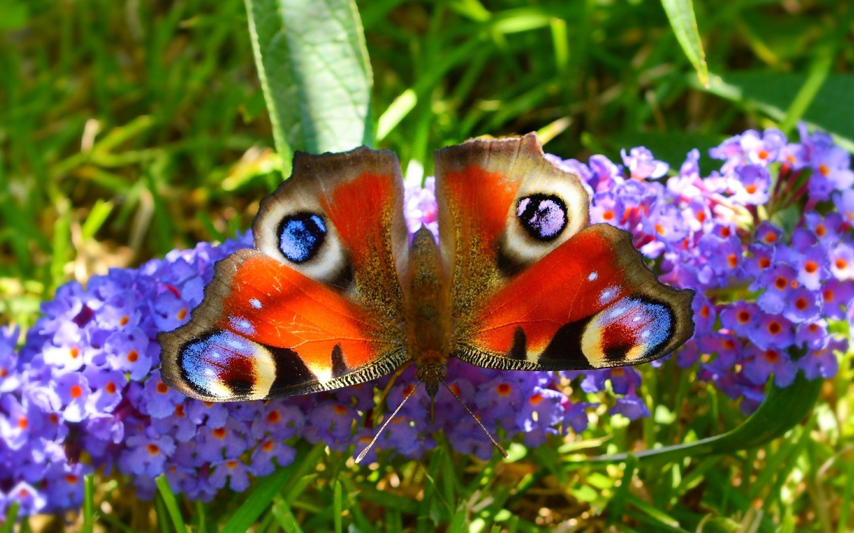 Обои макро, насекомое, бабочка, крылья, цветочки, павлиний глаз, macro, insect, butterfly, wings, flowers, peacock разрешение 2950x1868 Загрузить