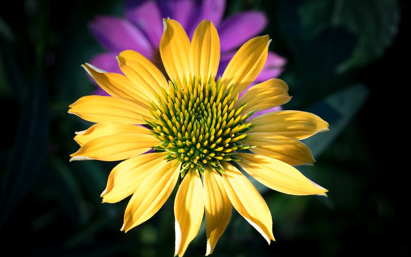 Обои макро, цветок, лепестки, эхинацея, macro, flower, petals, echinacea разрешение 2400x1600 Загрузить