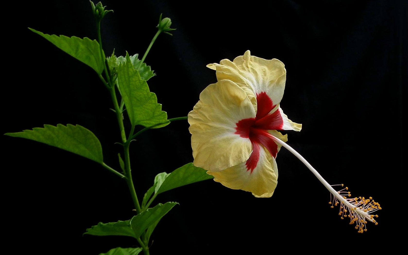 Обои макро, фон, лепестки, гибискус, macro, background, petals, hibiscus разрешение 2048x1205 Загрузить