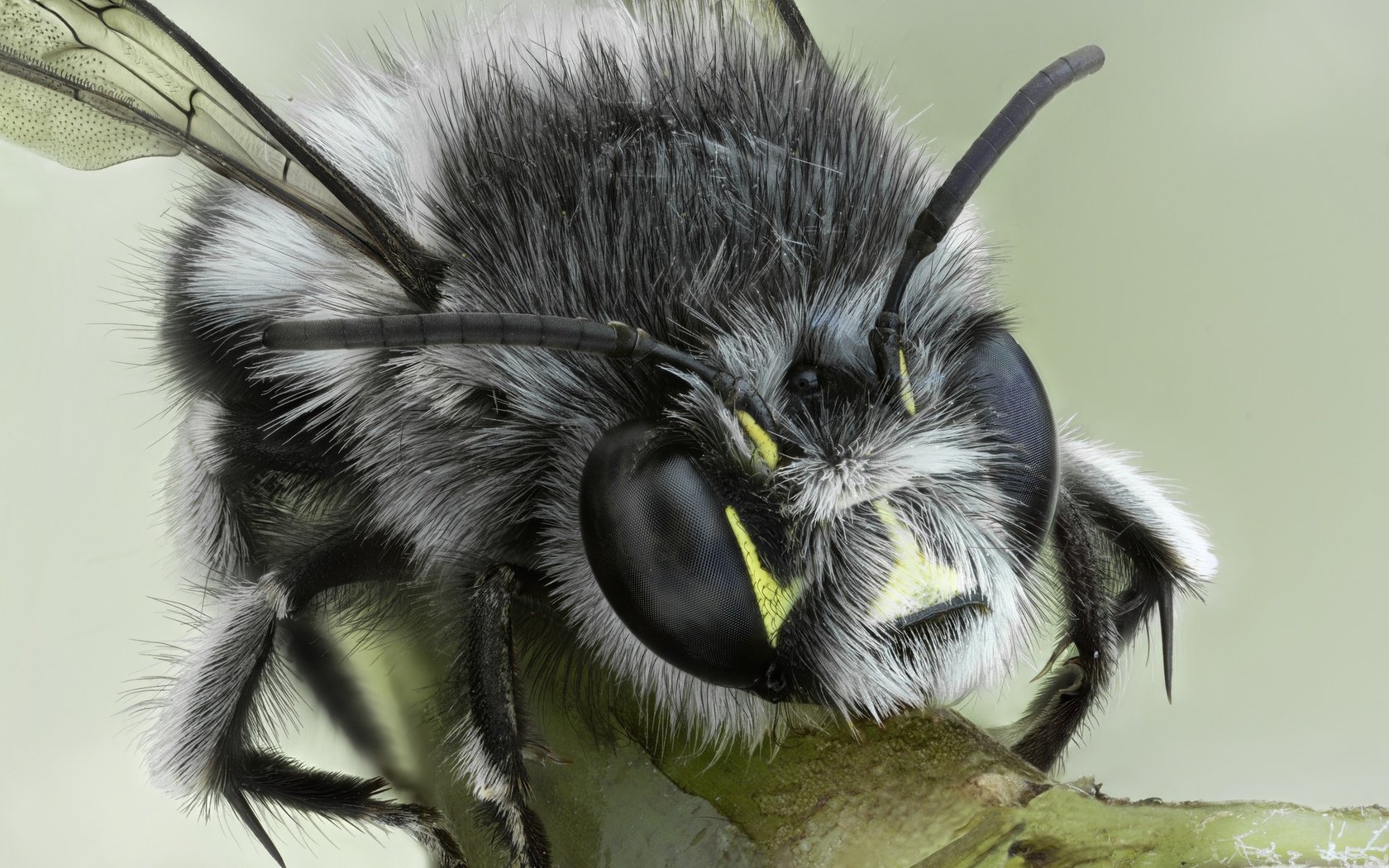 Обои макро, насекомое, фон, взгляд, крылья, животное, пчела, шмель, macro, insect, background, look, wings, animal, bee, bumblebee разрешение 2048x1366 Загрузить