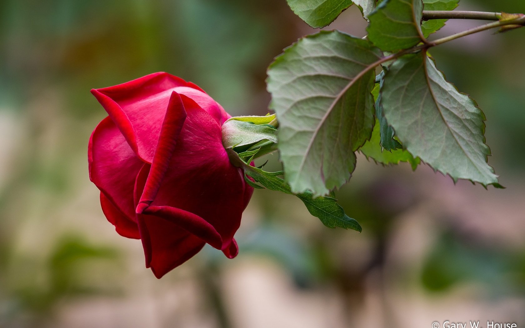 Обои листья, макро, фон, роза, лепестки, размытость, бутон, leaves, macro, background, rose, petals, blur, bud разрешение 2048x1347 Загрузить