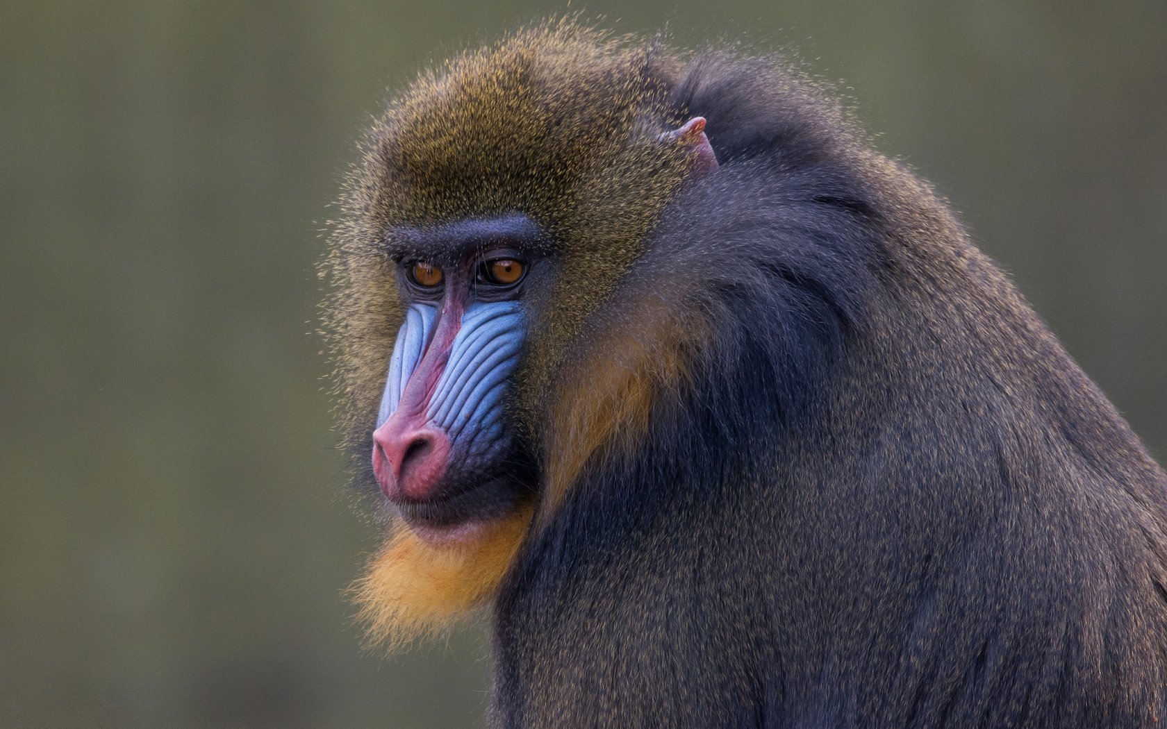 Обои морда, фон, животные, обезьяна, приматы, мандрил, face, background, animals, monkey, primates, mandrill разрешение 5741x3229 Загрузить