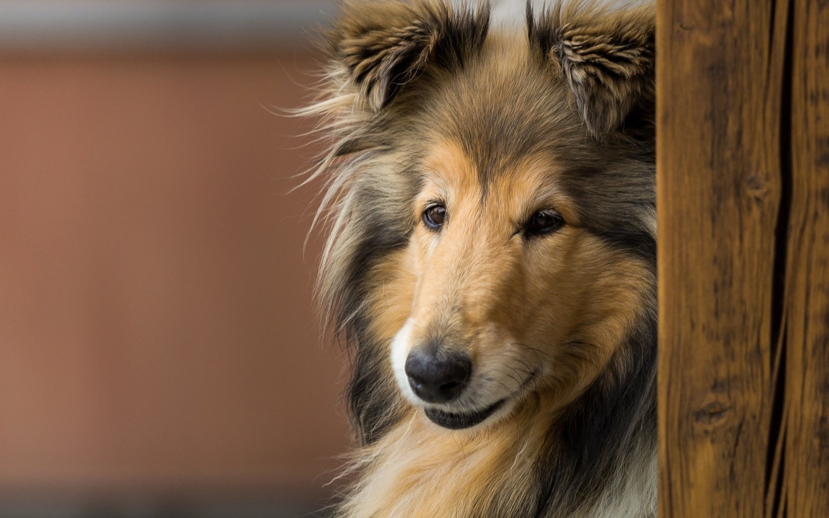 Обои морда, взгляд, собака, колли, длинношёрстный колли, face, look, dog, collie, rough collie разрешение 1920x1280 Загрузить