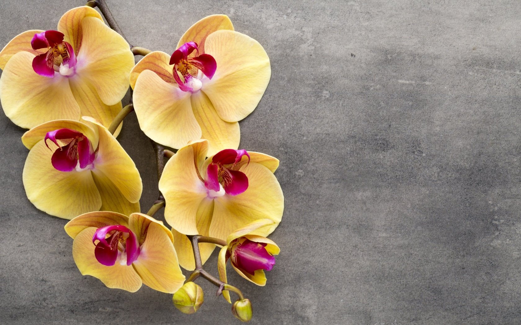 Обои цветы, ветка, фон, орхидеи, тропические цветы, flowers, branch, background, orchids, tropical flowers разрешение 2560x1600 Загрузить