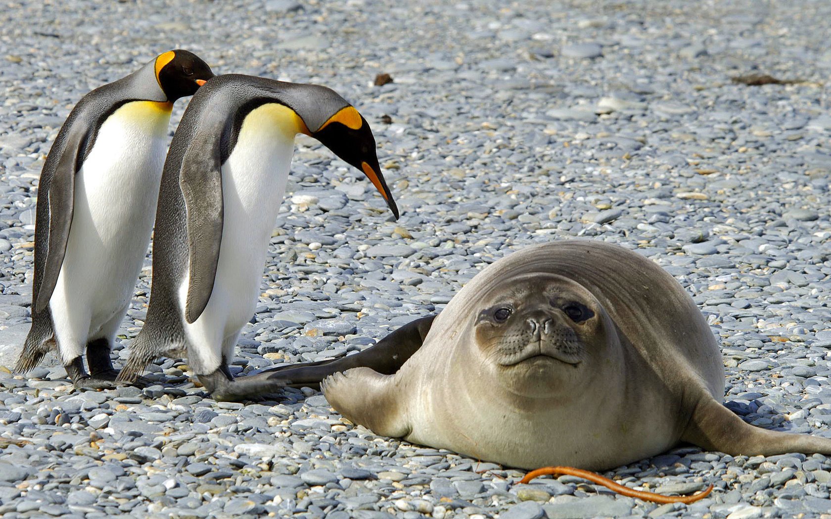 Обои природа, камни, животные, птицы, антарктида, тюлень, пингвины, nature, stones, animals, birds, antarctica, seal, penguins разрешение 2322x1382 Загрузить