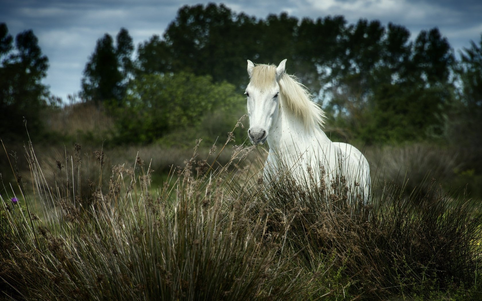 Обои лошадь, трава, деревья, природа, конь, грива, horse, grass, trees, nature, mane разрешение 2048x1451 Загрузить