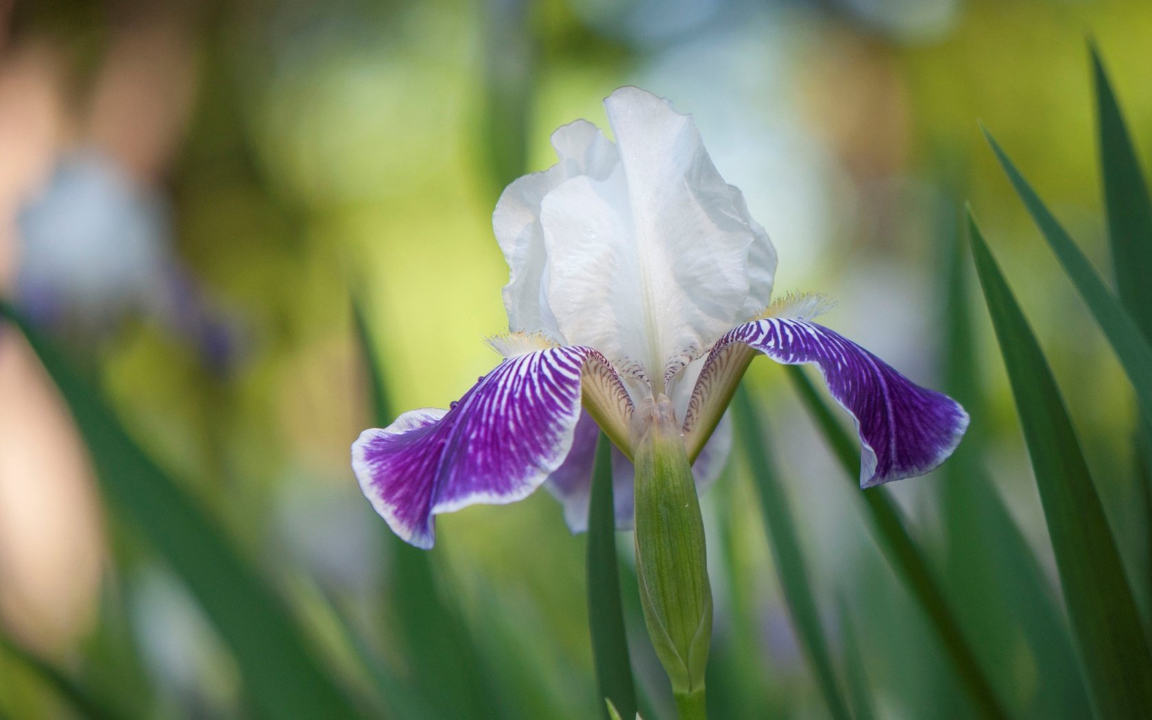 Обои природа, цветок, лепестки, ирис, касатик, nature, flower, petals, iris разрешение 4288x2848 Загрузить