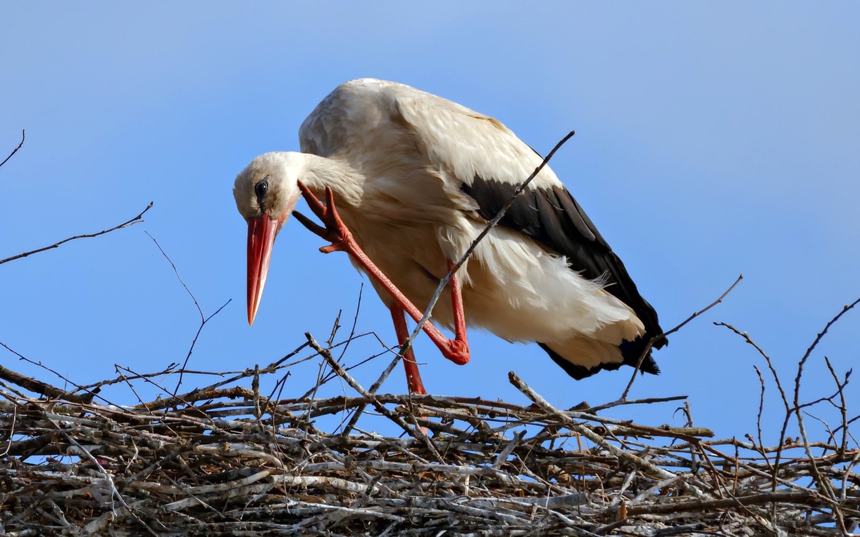 Обои небо, птица, клюв, перья, аист, гнездо, белый аист, the sky, bird, beak, feathers, stork, socket разрешение 1920x1080 Загрузить