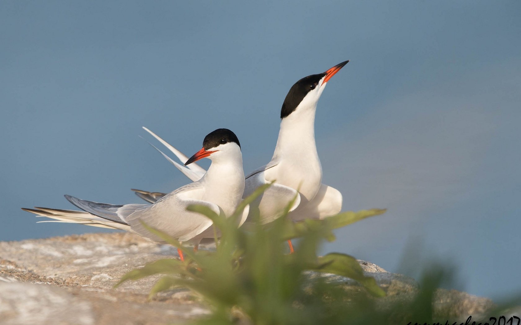 Обои небо, птицы, клюв, пара, лапки, полярная крачка, крачка, the sky, birds, beak, pair, legs, arctic tern, tern разрешение 2048x1365 Загрузить