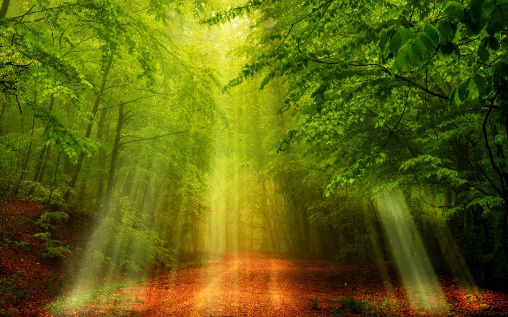 Обои свет, дорога, деревья, природа, лес, солнечные лучи, light, road, trees, nature, forest, the sun's rays разрешение 2560x1707 Загрузить