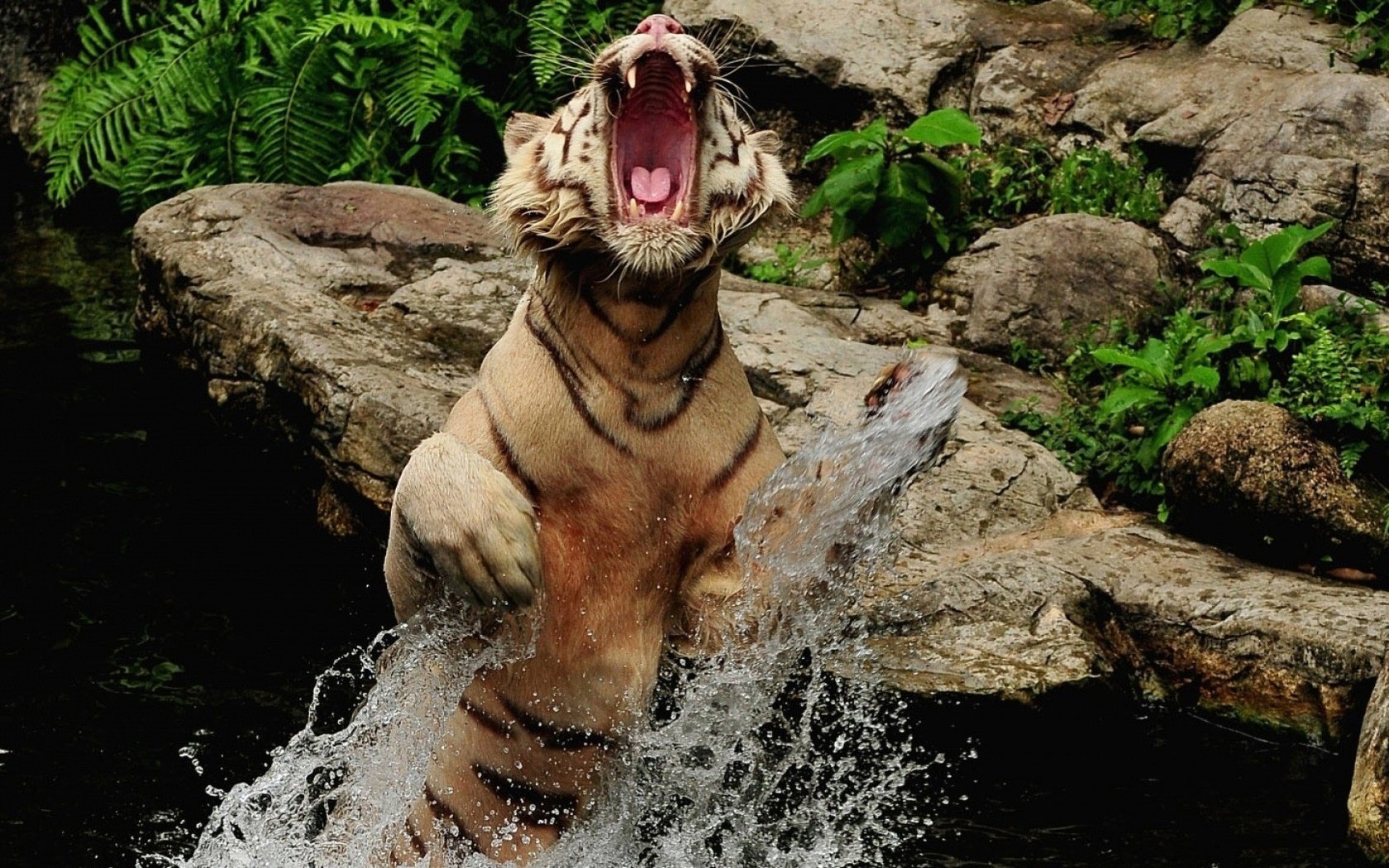 Обои тигр, вода, камни, брызги, прыжок, оскал, пасть, tiger, water, stones, squirt, jump, grin, mouth разрешение 1920x1080 Загрузить