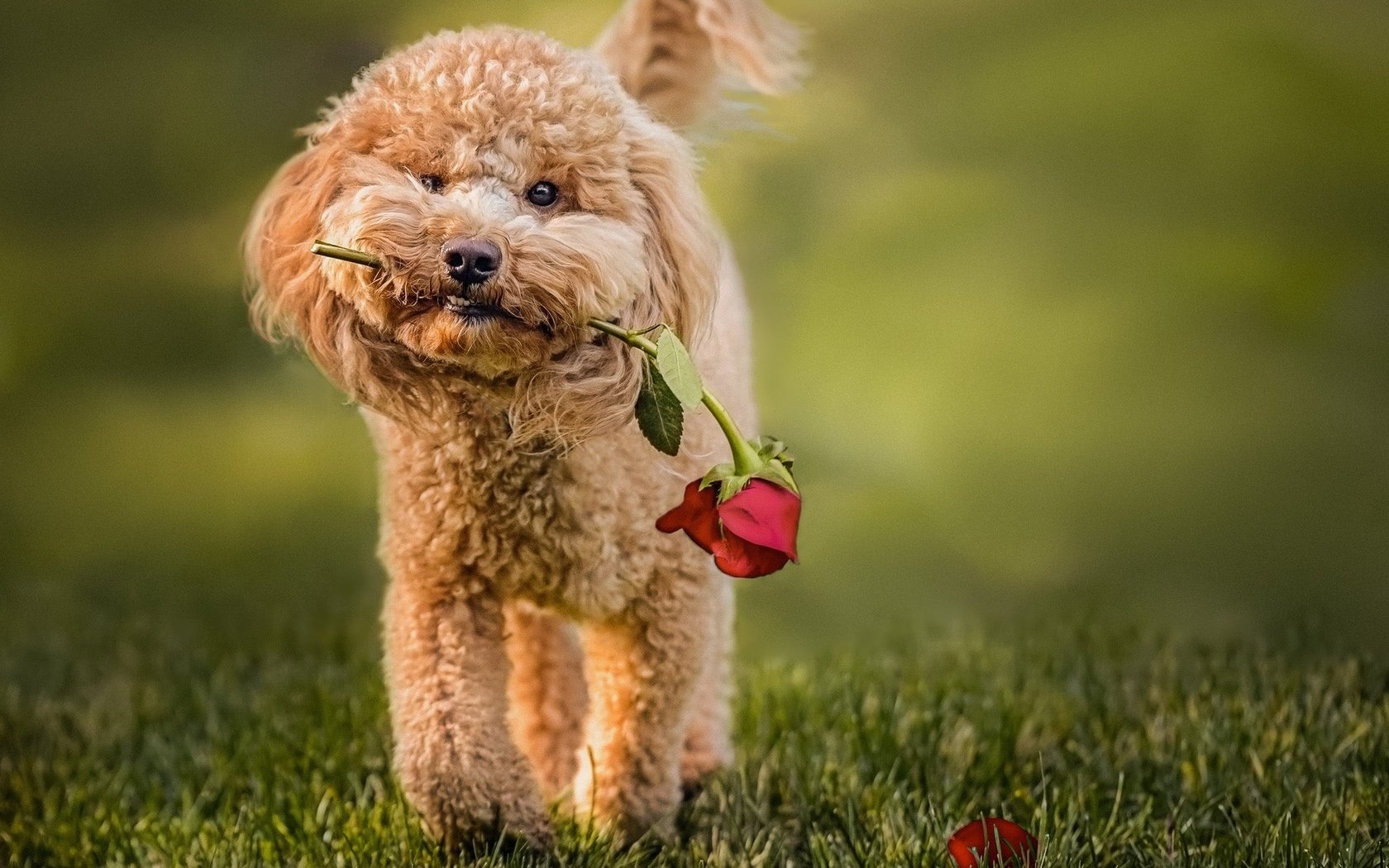 Обои трава, цветок, роза, собака, животное, пес, пудель, grass, flower, rose, dog, animal, poodle разрешение 2048x1583 Загрузить