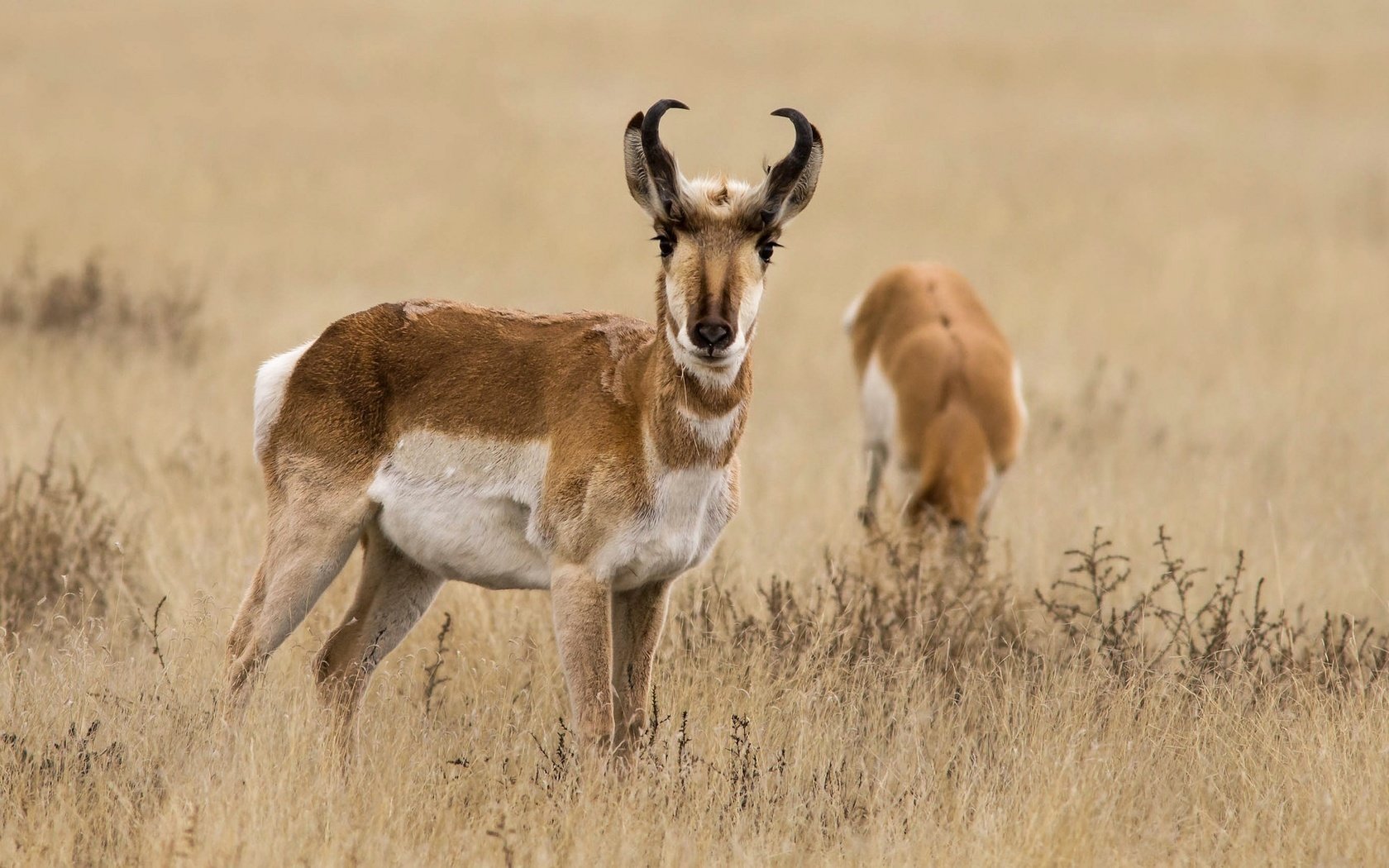 Обои трава, природа, рога, антилопа, вилорог, grass, nature, horns, antelope, pronghorn разрешение 2048x1152 Загрузить