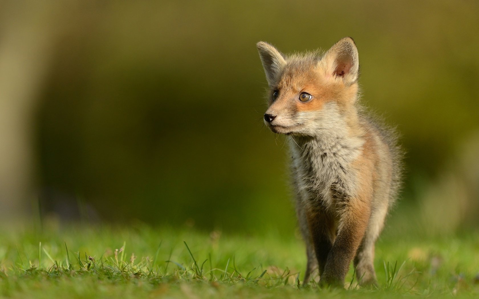 Обои трава, природа, животные, поляна, лиса, лисенок, grass, nature, animals, glade, fox разрешение 2048x1152 Загрузить