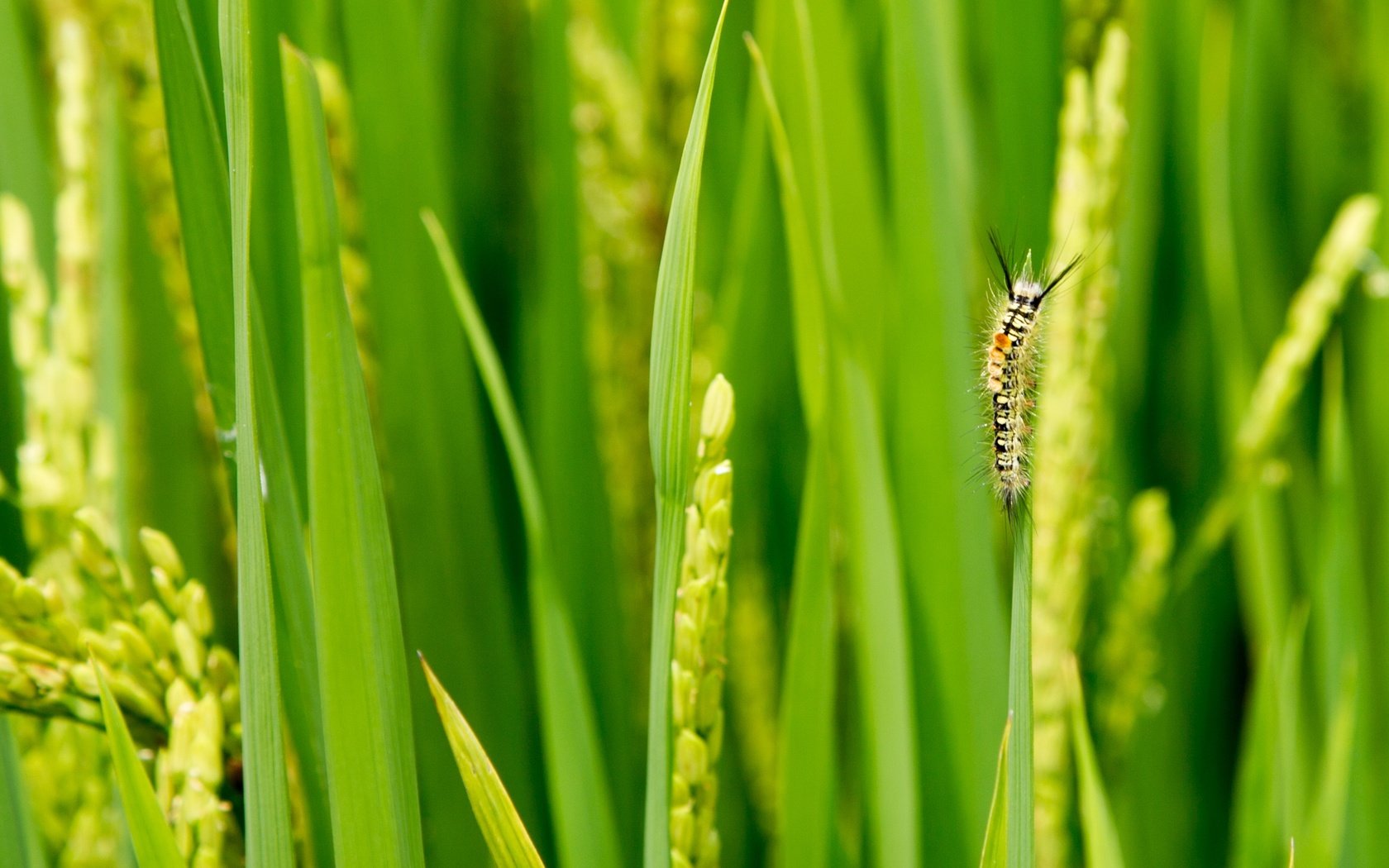 Обои трава, зелень, макро, насекомое, колоски, гусеница, травинки, grass, greens, macro, insect, spikelets, caterpillar разрешение 4782x1594 Загрузить